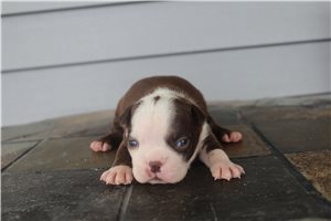 Lexi - Boston Terrier for sale