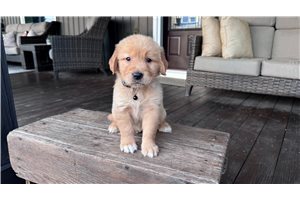 Kenney - Golden Retriever for sale