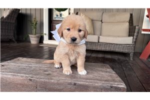 Kenzie - Golden Retriever for sale