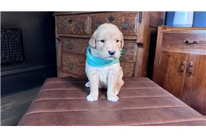 Katherine - puppy for sale