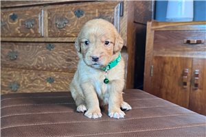 Judd - puppy for sale