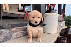 Kiara - Golden Retriever for sale