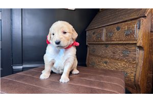 Kiara - puppy for sale