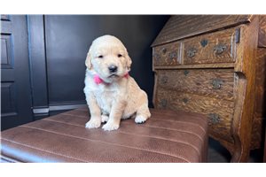 Kali - Golden Retriever for sale
