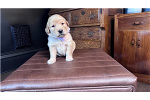 Kenzie - puppy for sale