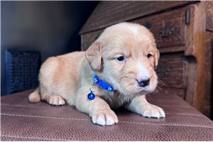 Kent - puppy for sale
