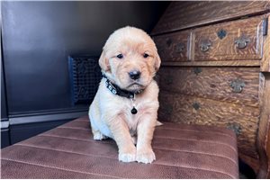 Kenney - Golden Retriever for sale