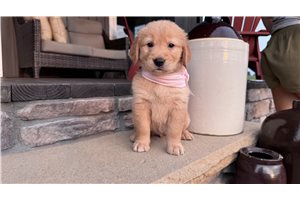 Kourtney - Golden Retriever for sale