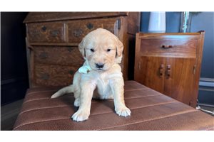 Kourtney - Golden Retriever for sale