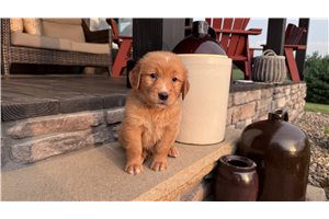 Kent - Golden Retriever for sale