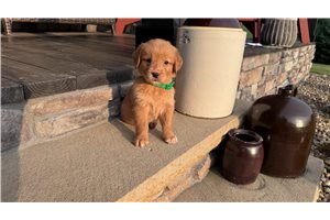 Judd - Golden Retriever for sale