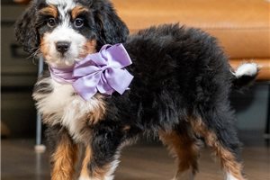 Kaylee - puppy for sale