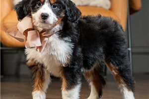 Katherine - puppy for sale