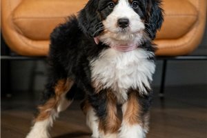 Kinsley - Mini Bernedoodle for sale