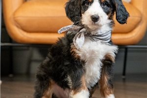 Kingston - puppy for sale