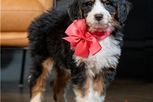 Khloe - puppy for sale