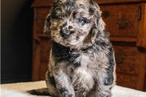 Baron - Goldendoodle, Mini for sale