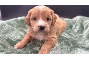 Caine - puppy for sale
