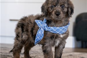 Byron - Goldendoodle, Mini for sale