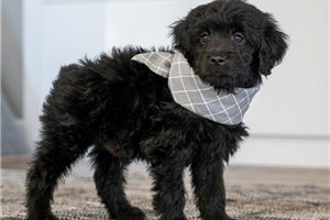 Beau - Goldendoodle, Mini for sale