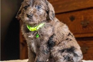 Byron - Goldendoodle, Mini for sale