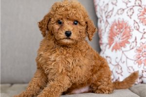 Callie - puppy for sale