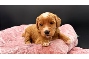 Freya - Goldendoodle, Mini for sale