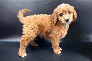 Barley - puppy for sale