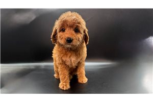 Zito - Goldendoodle, Mini for sale