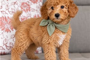 Colton - Mini Goldendoodle for sale