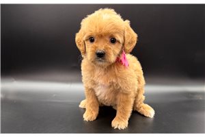 Dixie - puppy for sale