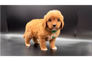 Bing - puppy for sale