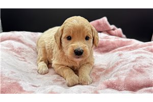 Florence - Goldendoodle, Mini for sale