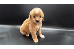Akria - puppy for sale