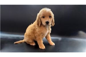 Tanner - Goldendoodle, Mini for sale