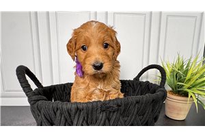 Milly - Goldendoodle, Mini for sale