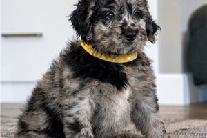 Baron - puppy for sale