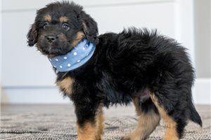 Brett - Goldendoodle, Mini for sale