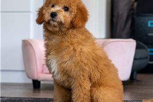 Colton - Mini Goldendoodle for sale