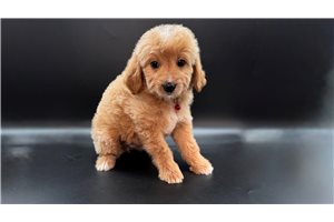 Tito - Goldendoodle, Mini for sale