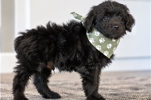 Beau - Goldendoodle, Mini, placed in Tuscarawas Co