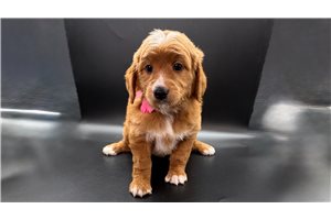 Freya - Goldendoodle, Mini for sale