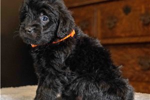 Beau - Goldendoodle, Mini for sale