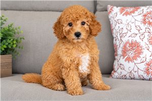 Colton - Goldendoodle, Mini for sale