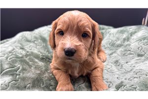 Tarek - Goldendoodle, Mini for sale