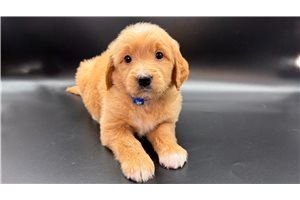 Buddy - puppy for sale