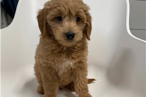 Zando - Goldendoodle, Mini for sale
