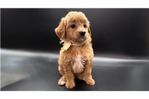 Fatima - Goldendoodle, Mini for sale