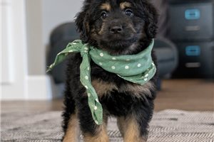 Beamer - Goldendoodle, Mini for sale