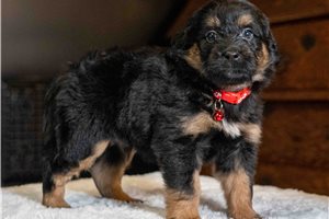 Brett - Goldendoodle, Mini for sale